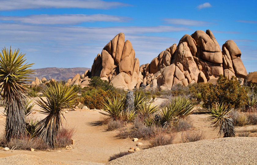 Joshua Tree