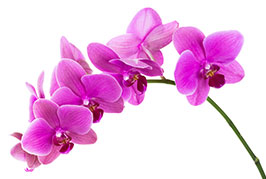 Orchids