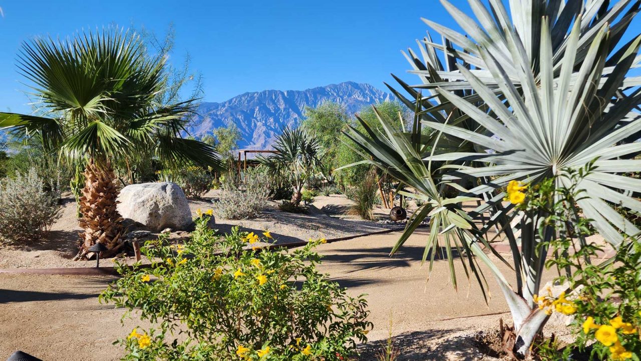 Bismark Palm at the Azure Palm Desert Oasis