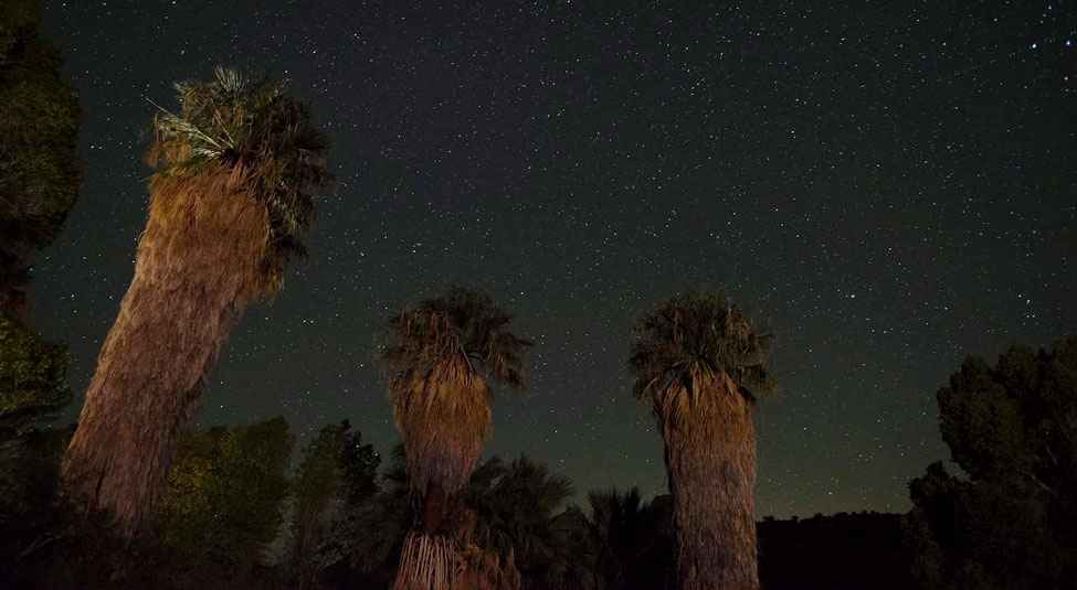 Starry sky against fan palms near Palm Springs