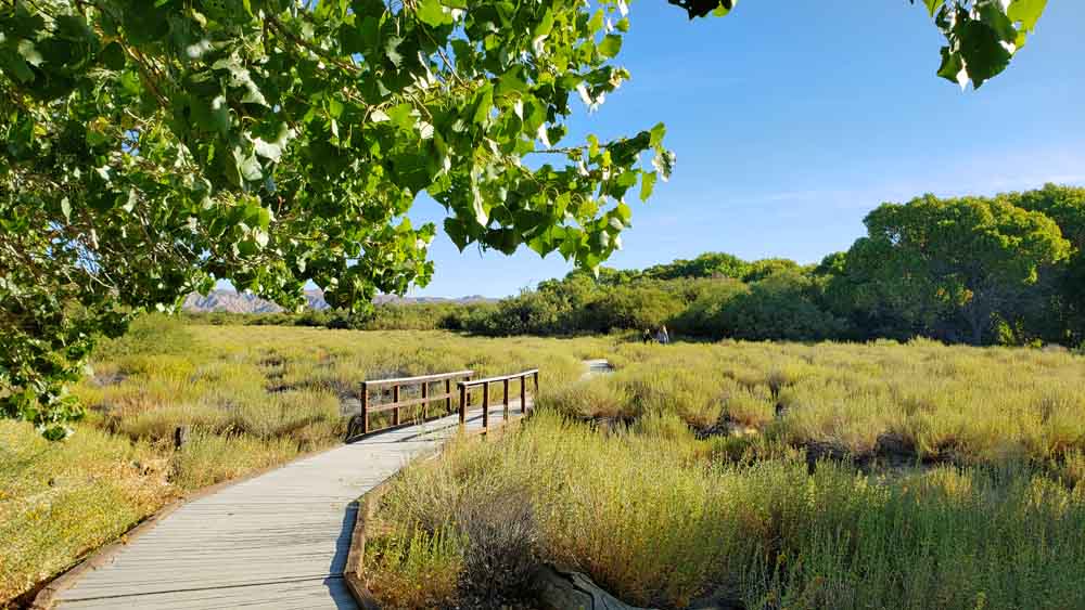 Big Morongo Canyon Preserve Trail